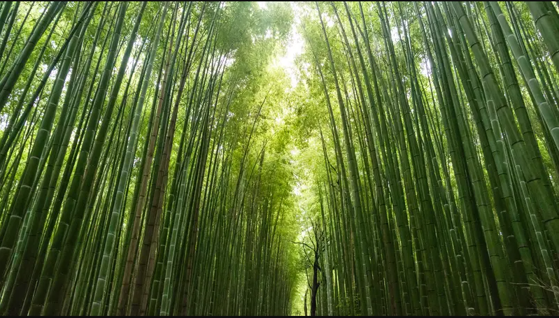 hutan bambu keputih surabaya